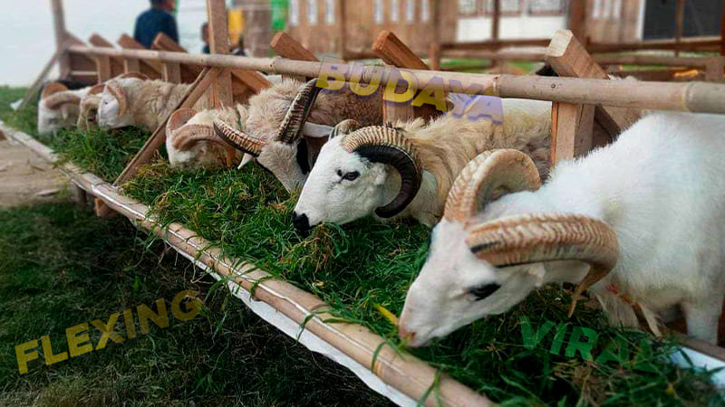 VIOR777 - Berita Viral Terbaru - Flexing Kurban